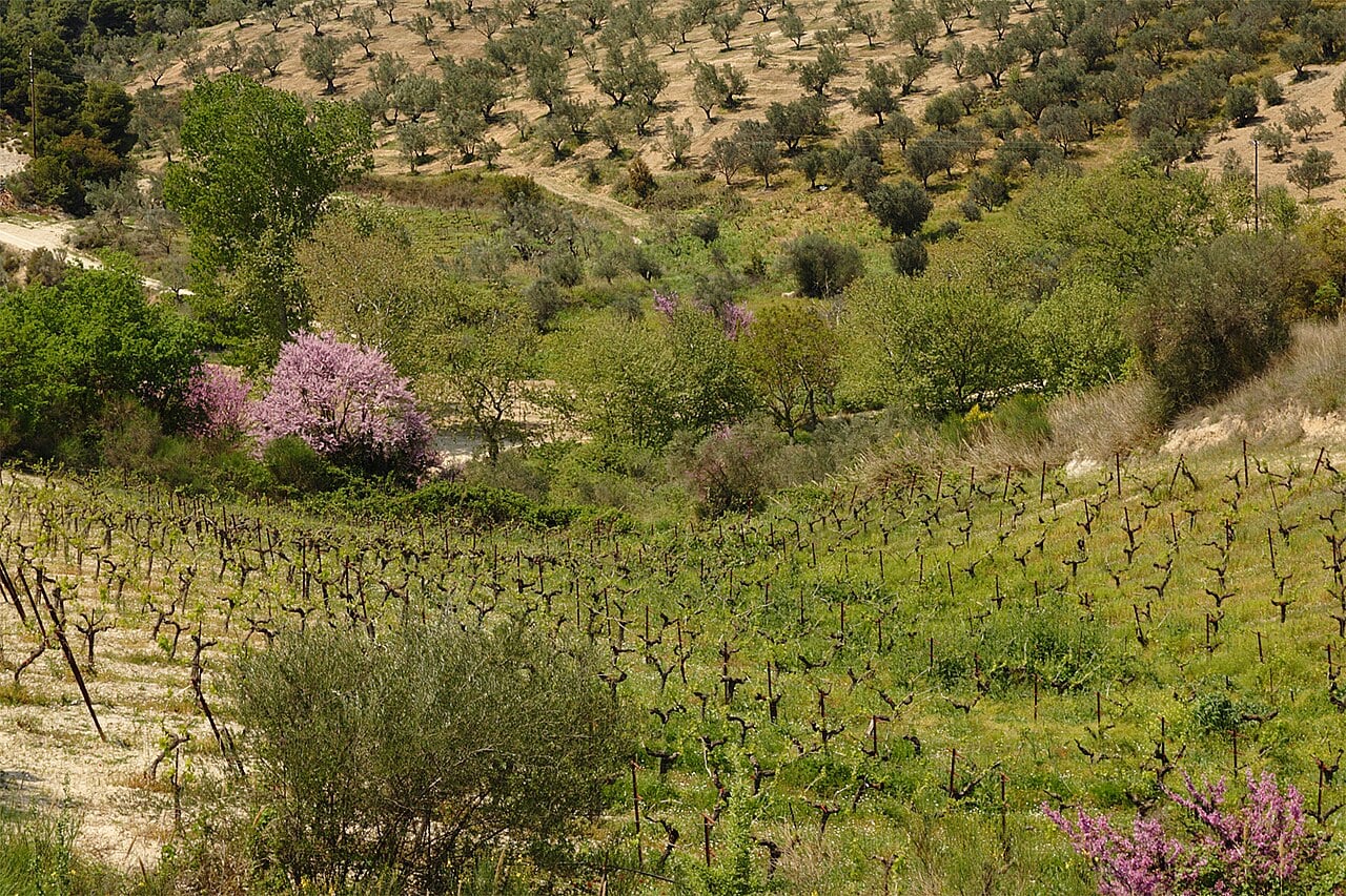 Small-scale vineyards and olive groves in Nemea, southern Greece, illustrate the mixed agricultural landscape of the Peloponnese