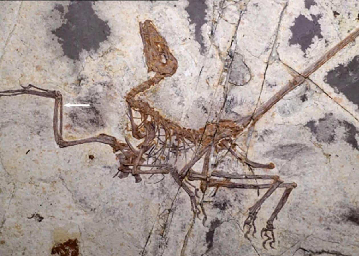 The whole specimen of Norellraptor barsboldi, a four-winged dinosaur